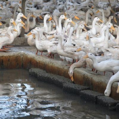 Chế độ dinh dưỡng cho vịt đẻ