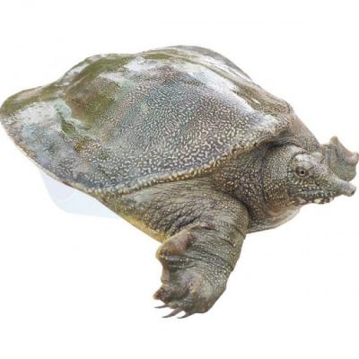 Trại Ba Ba Giống