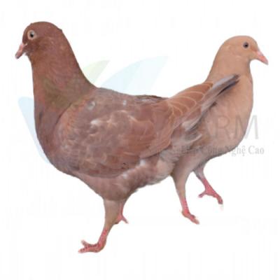 Trại Bồ Câu Gà Mỹ