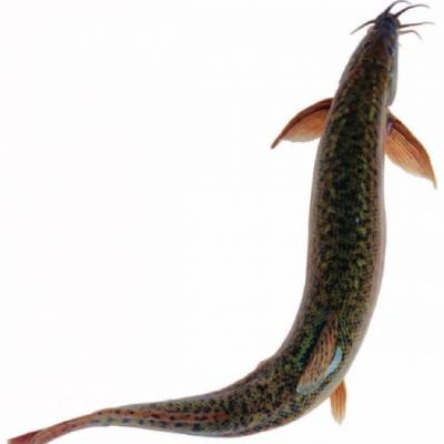 Trại Cá chạch lấu giống