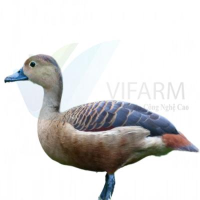 Trại Cung Cấp Vịt Trời Mỏ Chì Giống