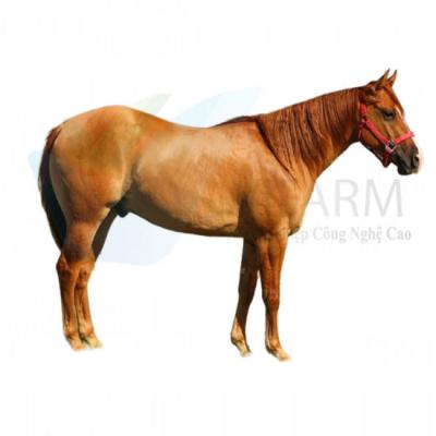 Trại Ngựa Giống